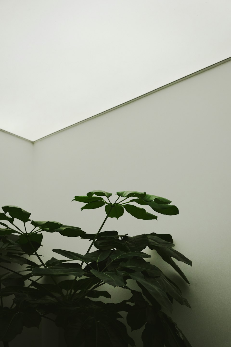 A large green houseplant sits against a minimalist grey wall.